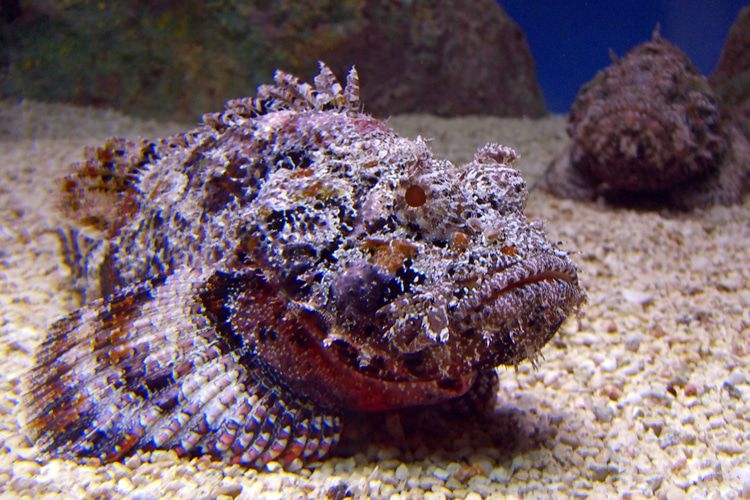 Daftar 10 Ikan Paling Beracun Di Dunia, Wajib Tahu!